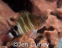 Hawkfish in a sponge taken with an Olympus Evolt E-300 at... by Jeri Curley 